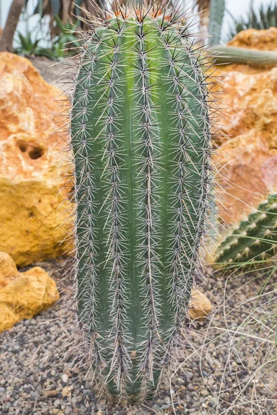 Botanical cactus — Stock Photo, Image