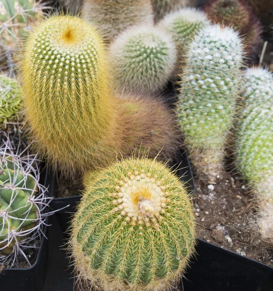 Various cactus — Stock Photo, Image