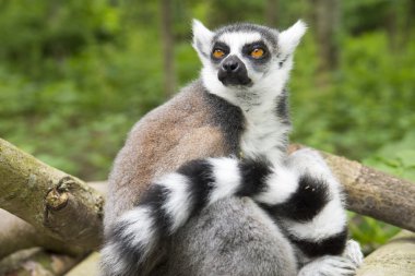 Maki Maki catta ağacına