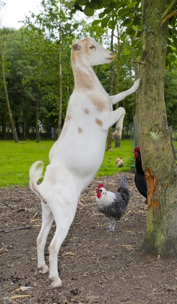 Livestock — Stock Photo, Image