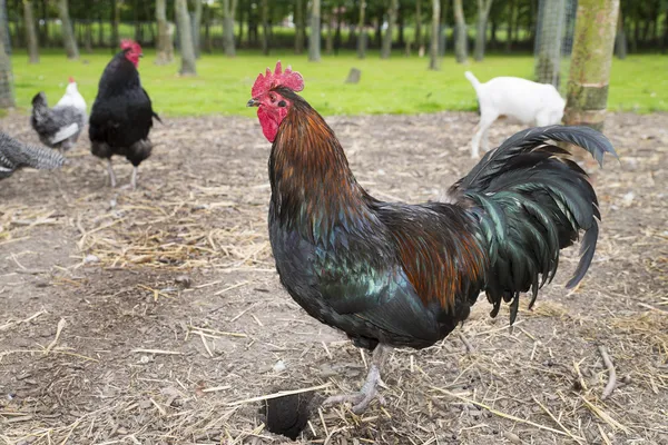 Frango em uma fazenda — Fotografia de Stock