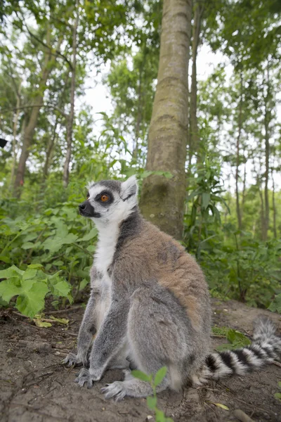Maki lemur catta in a forest — Stock Photo, Image