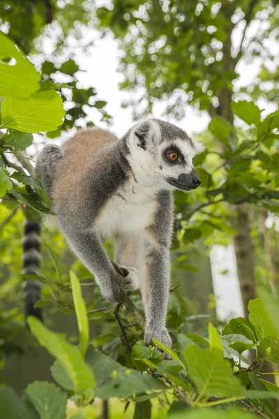 Maki lemur catta in a tree — Stock Photo, Image