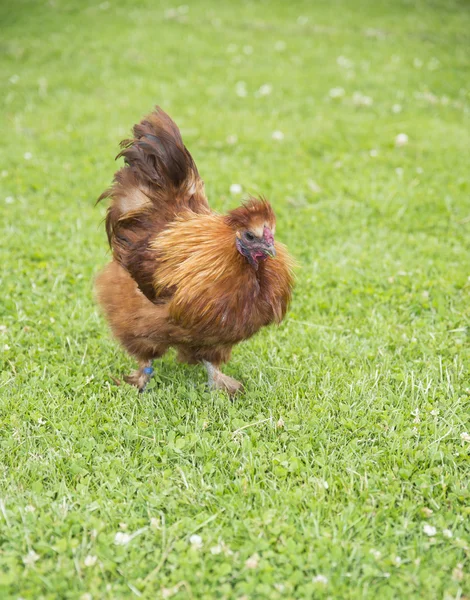 농장에서 닭 — 스톡 사진