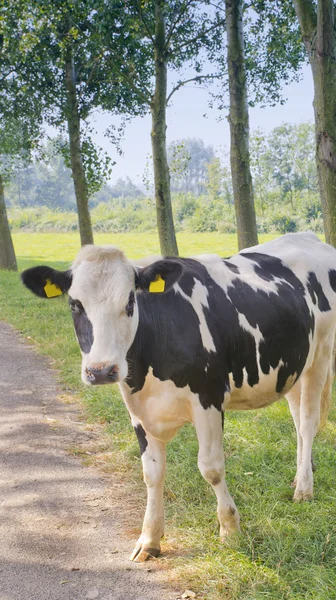 Cow passing by — Stock Photo, Image
