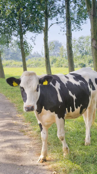 Krowa, przechodzącą — Zdjęcie stockowe