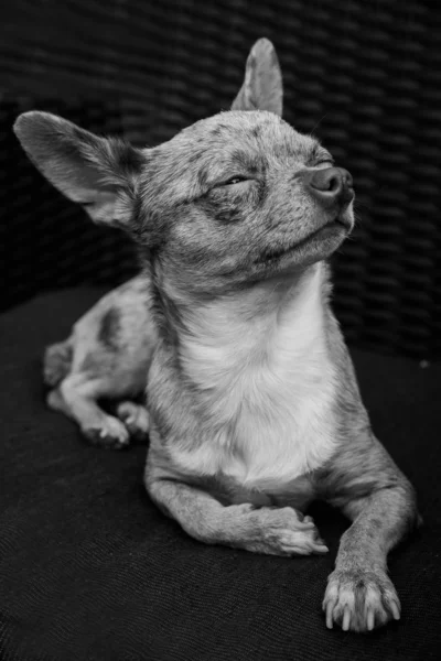 Chihuahua sunbathing — Stok fotoğraf