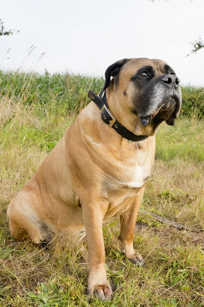 Boerboel