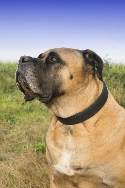 Boerboel — Φωτογραφία Αρχείου