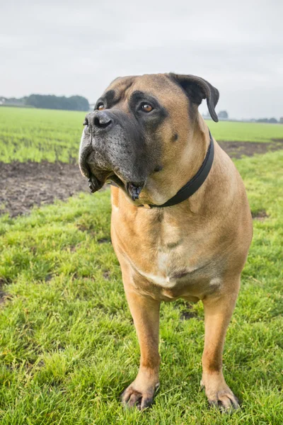 Boerboel — Stock Photo, Image