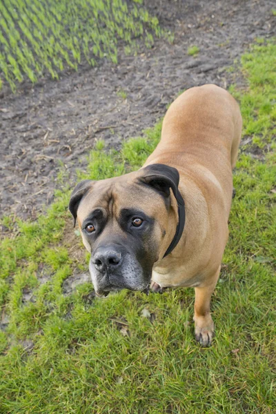 Boerboel — Stock Photo, Image