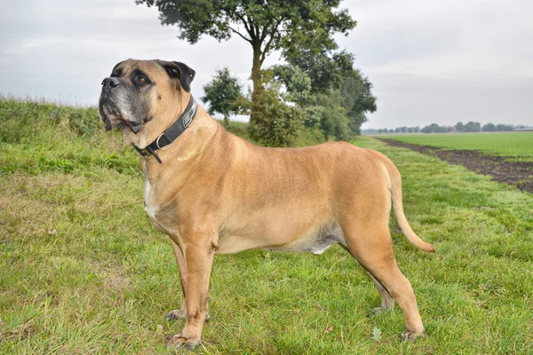 Boerboel — Stock Fotó