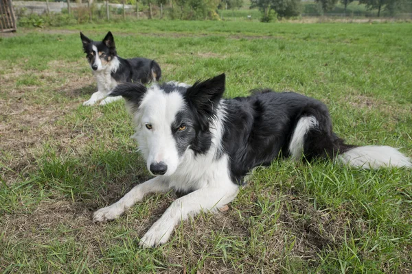 Border Collies — Stock Photo, Image