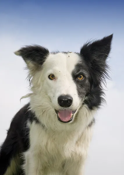 Border Collie — Stock Photo, Image