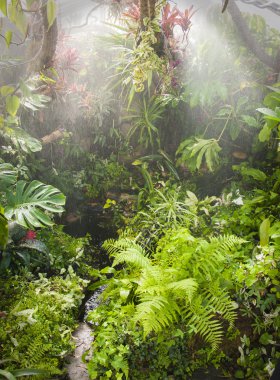 Tropikal Orman