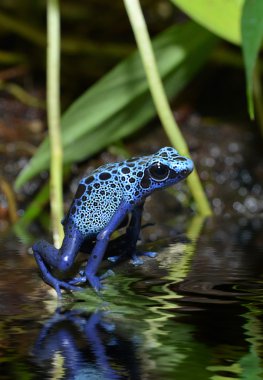 blue poison frog in rainforest clipart