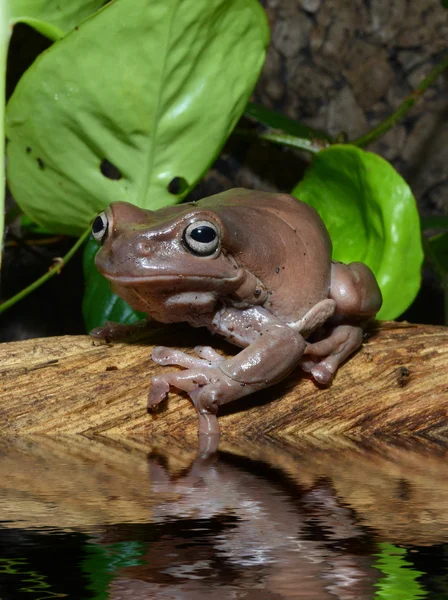 Laubfrosch — Stockfoto