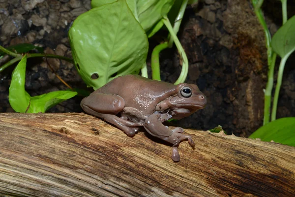 Laubfrosch — Stockfoto