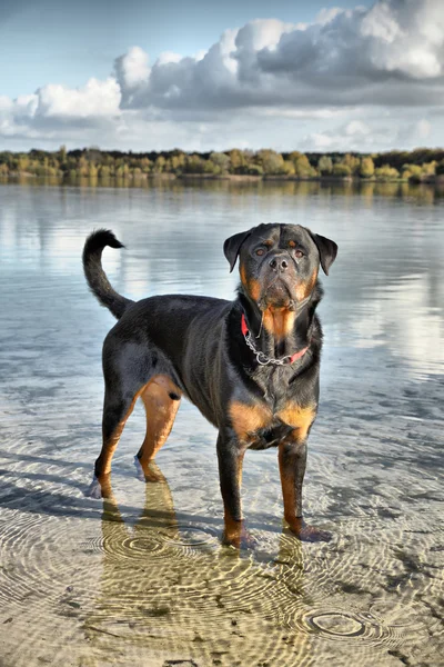 Rottweiler dog — Stock Photo, Image