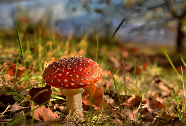 bir orman mantarı ile sonbahar renkleri