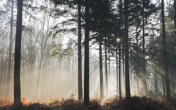 Nevoeiro na floresta de outono — Fotografia de Stock