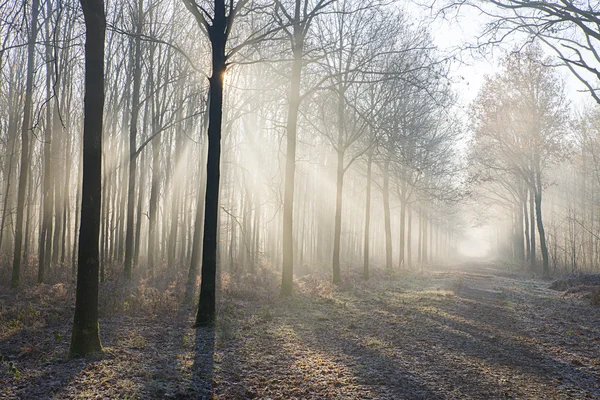 Fog in autumn forest — Stock Photo, Image