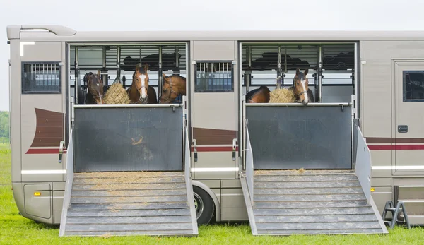 Horses in a trailer — Stock Photo, Image