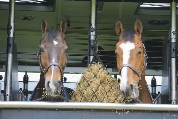 Hästar i en trailer — Stockfoto