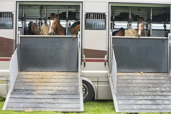 Hästar i en trailer — Stockfoto