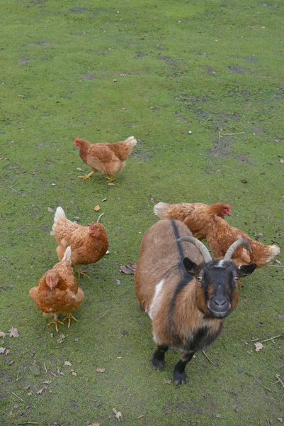 bir çiftlik hayvanları