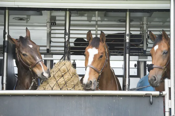 Cavalos em um trailer Fotos De Bancos De Imagens