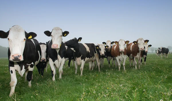 Cow in a meadow — Stock Photo, Image