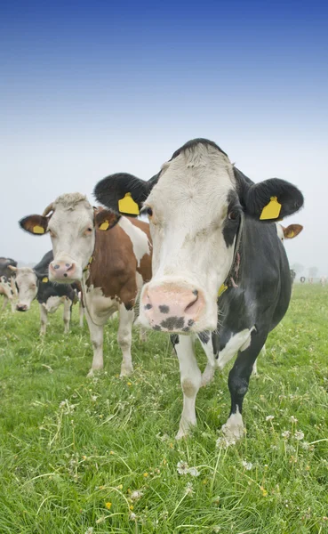 Vache dans une prairie — Photo