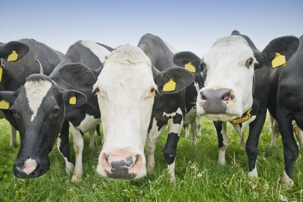 Cow in a meadow — Stock Photo, Image