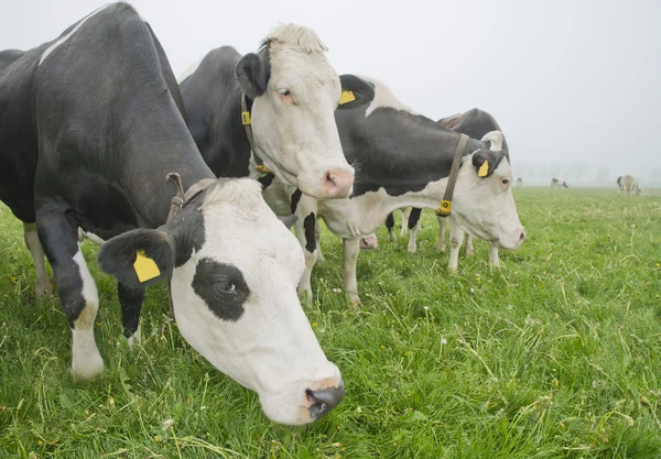 Cow in a meadow — Stock Photo, Image