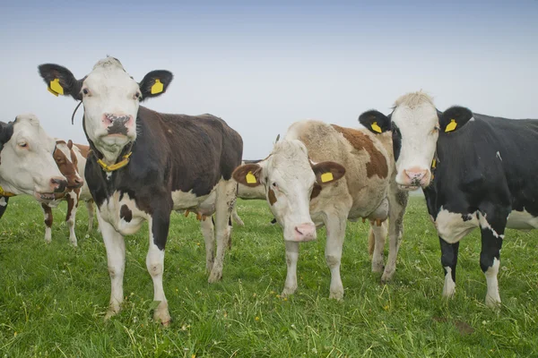 Vache dans une prairie — Photo