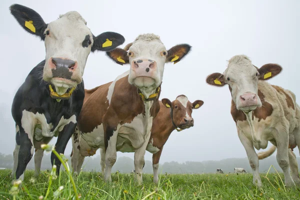 Koe in een weiland — Stockfoto