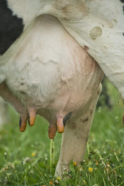 Cow udder — Stock Photo, Image