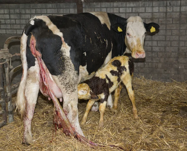 istikrarlı bir yeni doğan buzağı