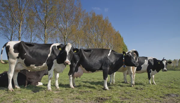 Vache dans une prairie — Photo