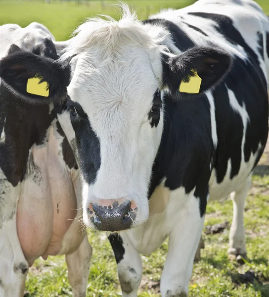 Cow in a meadow — Stock Photo, Image