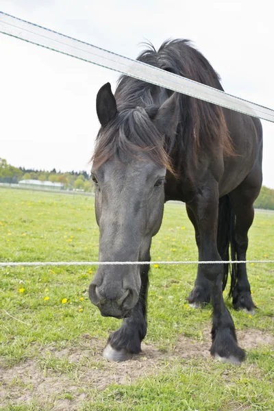 Häst på en äng — Stockfoto