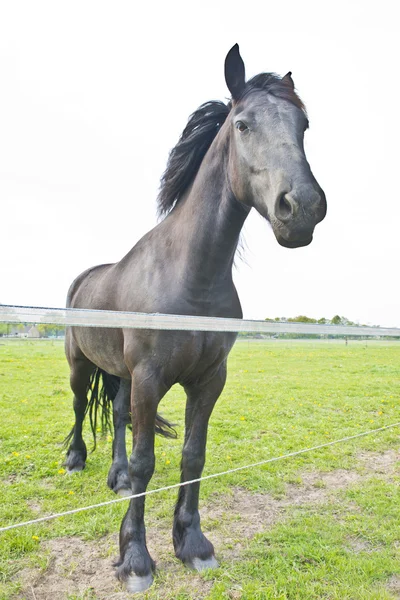 草地に馬 — ストック写真