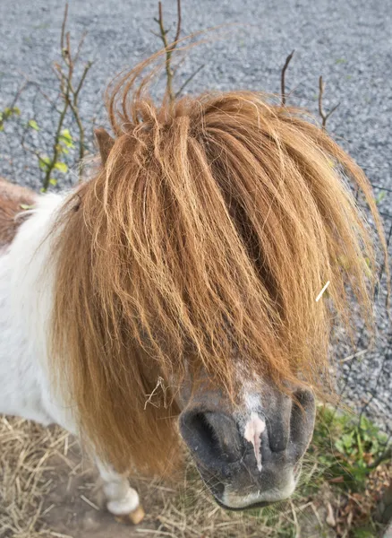 Pony with long hair — Stock Photo, Image