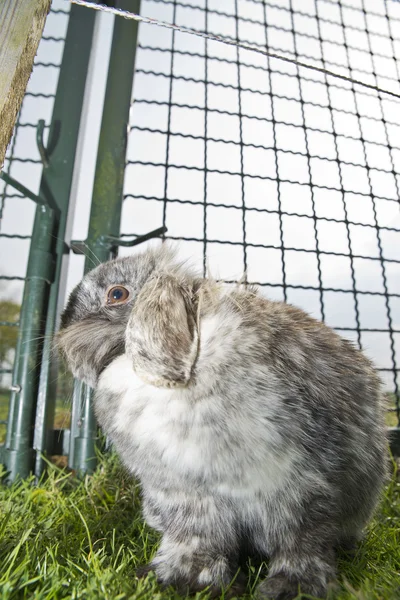 Rabbit in a cage — Stock Photo, Image