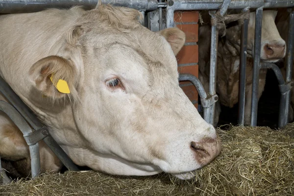 istikrarlı bir boğa inek