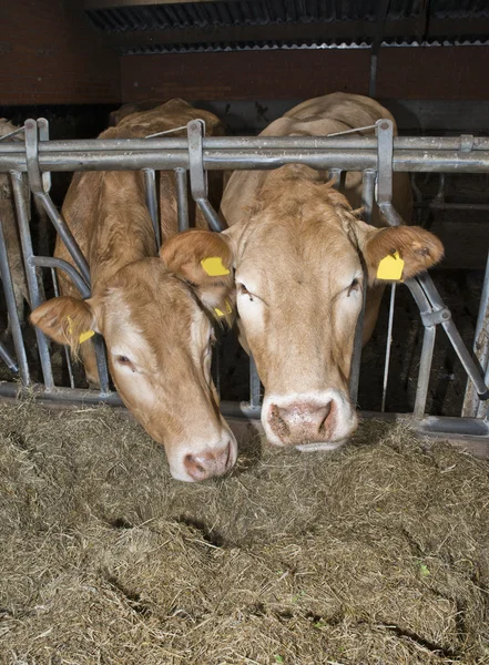 Cow in a stable — Stock Photo, Image