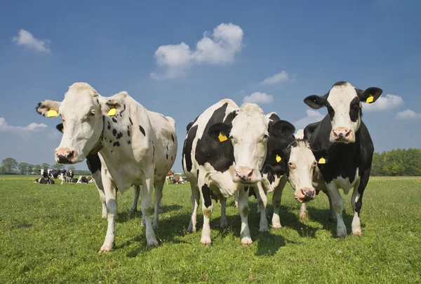 Cow in a meadow — Stock Photo, Image