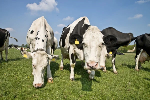 Vaca em um prado — Fotografia de Stock