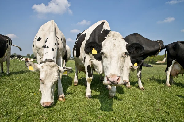 Cow in a meadow — Stock Photo, Image